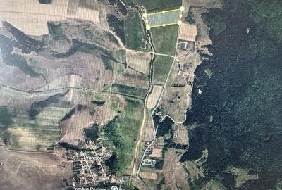 Teren de 480000 mp, în Prunișor - 5