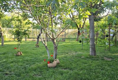Casă individuală cu 5 camere cu Teren 840 Mp în Lipovei - 5