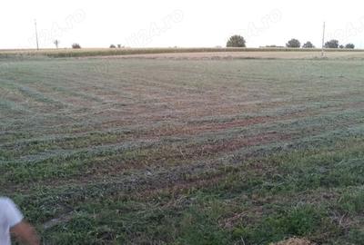 Teren de 8400 mp, în Cărpiniș - 1