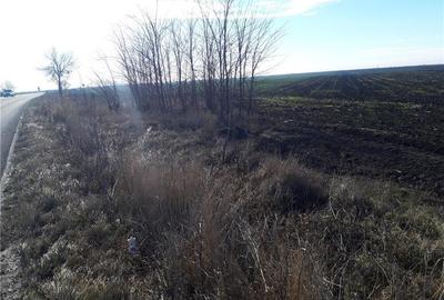 Teren de 5000 mp, în Cotorca - 7