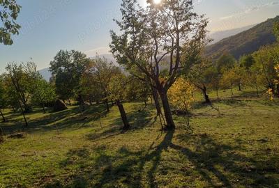 Teren de 2000 mp, în Brusturi - 8