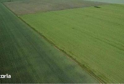 Teren de 4300 mp, în Bălteni - 3