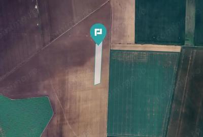 Teren de 36000 mp, în Peciu Nou - 1