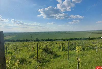 Teren de 185000 mp, în Șiria - 1