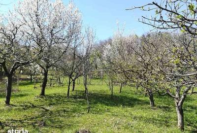 Spațiu comercial, de 12,000 mp, în Posești