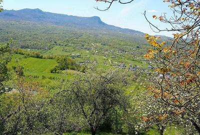 Teren de 10000 mp, în Breb - 5