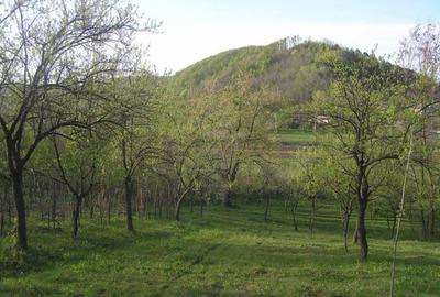 Teren Construcții intravilan de 6090 mp, în Călinești - 2