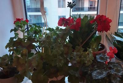 Apartament cu 2 camere decomandat în Central - 7
