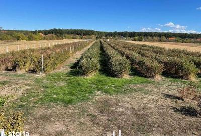 Teren de 5300 mp, în Husasău de Tinca