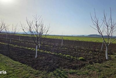 Teren de 15000 mp, în Hărman - 2