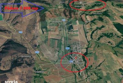 Teren de 7000 mp, în Dealu Morii - 1