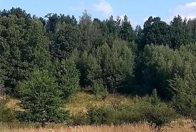 Teren de 8600 mp, în Baia de Fier - 5