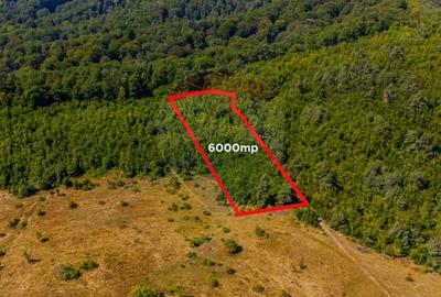 Teren de 6000 mp, în Crizbav - 9