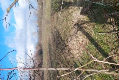Teren de 2900 mp, în Fârliug - 6