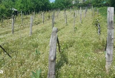 Teren de 1265 mp, în Strunga - 5
