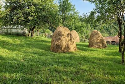 Teren de 1050 mp, în Valea Doftanei - 3