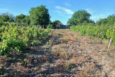 Teren de 2000 mp, în Bolotești - 3