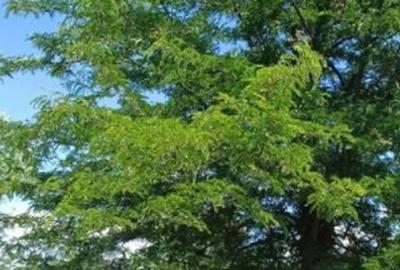 Teren de 1800 mp, în Fântâna Doamnei - 3