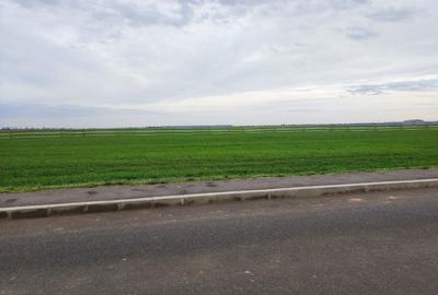 Teren de 5000 mp, în Brănești - 1
