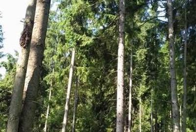 Teren de 9500 mp, în Dămuc - 6