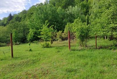 Teren de 834 mp, în Berevoești - 3