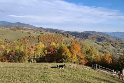 Teren de 25000 mp, în Bistra