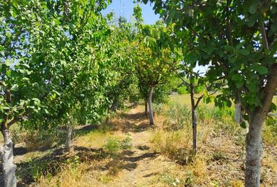 Casă cu 6 camere cu Teren 1596 Mp în Nerău - 7