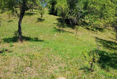Teren de 3800 mp, în Arefu - 5