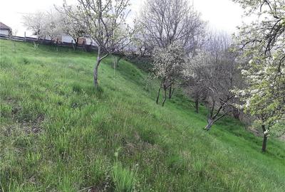 Teren de 1017 mp, în Arpașu de Sus - 4