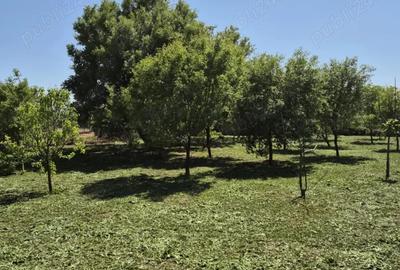 Teren de 1500 mp, în Sălcioara - 2