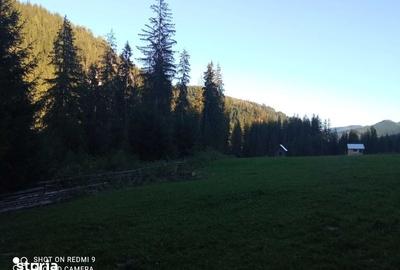 Teren de 3500 mp, în Cârlibaba