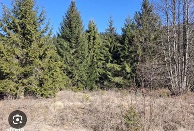 Teren de 26000 mp, în Dealu Negru - 5