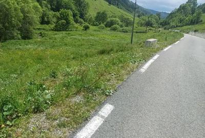 Teren de 3500 mp, în Muntele Băișorii - 3