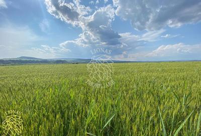 Teren agricol extravilan de 4300 mp, în Chintelnic - 3