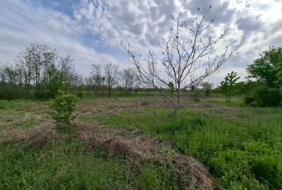 Teren Construcții intravilan de 3500 mp, în Periș - 6