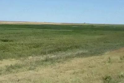 Teren de 40000 mp, în Plopu - 1