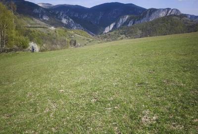 Teren de 9800 mp, în Poșaga - 4