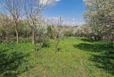 Teren de 3800 mp, în Moșteni - 2