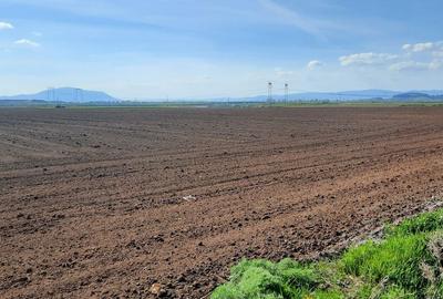 Teren de 52800 mp, în Tărlungeni - 1