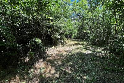 Teren de 6857 mp, în Bujoreni - 6