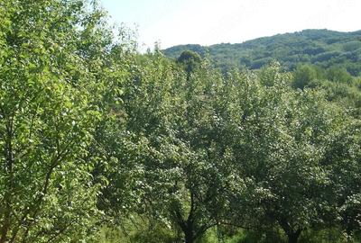 Teren de 5349 mp, în Vlădești - 4