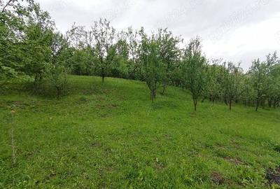 Teren de 4650 mp, în Lunca Mare - 5