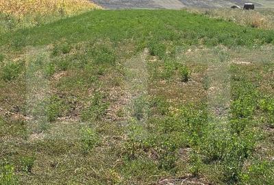 Teren de 5200 mp, în Bălușeni