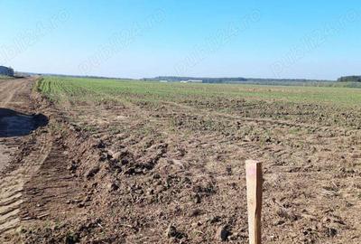 Teren de 7000 mp, în Brănești - 2
