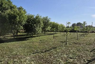 Teren de 1500 mp, în Sălcioara - 7