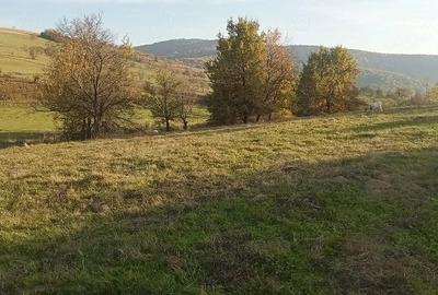 Casă cu Teren 7000 Mp în Fâșca - 4