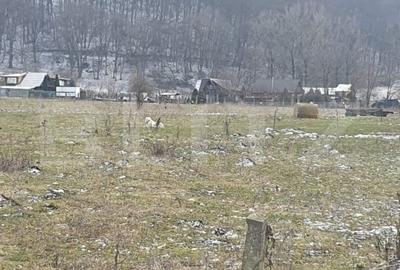Teren intravilan de 5200 mp, în Vest