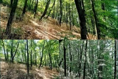 Teren de 5000 mp, în Frumușani - 1