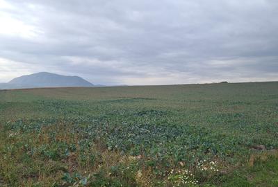 Teren agricol extravilan de 48100 mp, în Hălchiu - 4