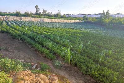 Casă cu Teren 3500 Mp în Central - 4